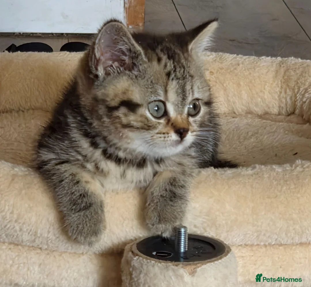 British Shorthair cats for sale: Gorgeous British Shorthair kittens  - Advert 1