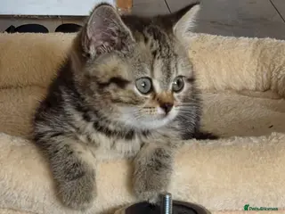 British Shorthair cats Gorgeous British Shorthair kittens - Advert 1