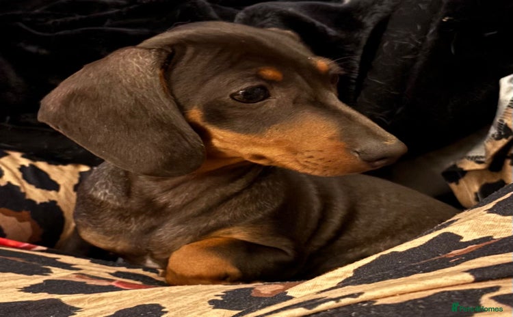 Miniature Dachshund dogs - Advert 14
