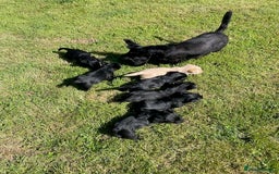 Scottish Terrier dogs for sale: Scottish Terrier puppies - Image 12