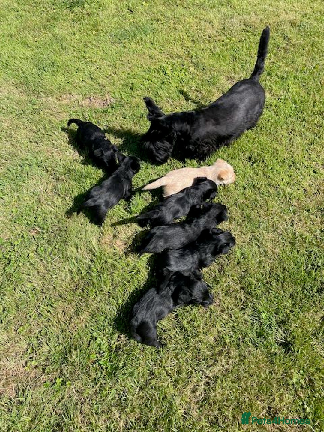 Scottish Terrier dogs for sale: Scottish Terrier puppies - Image 12