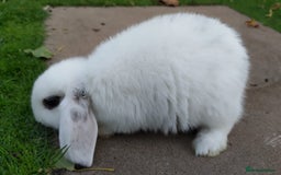 Mini Lop rabbits for sale: Gorgeous Mini lop babies looking for new homes - Image 10