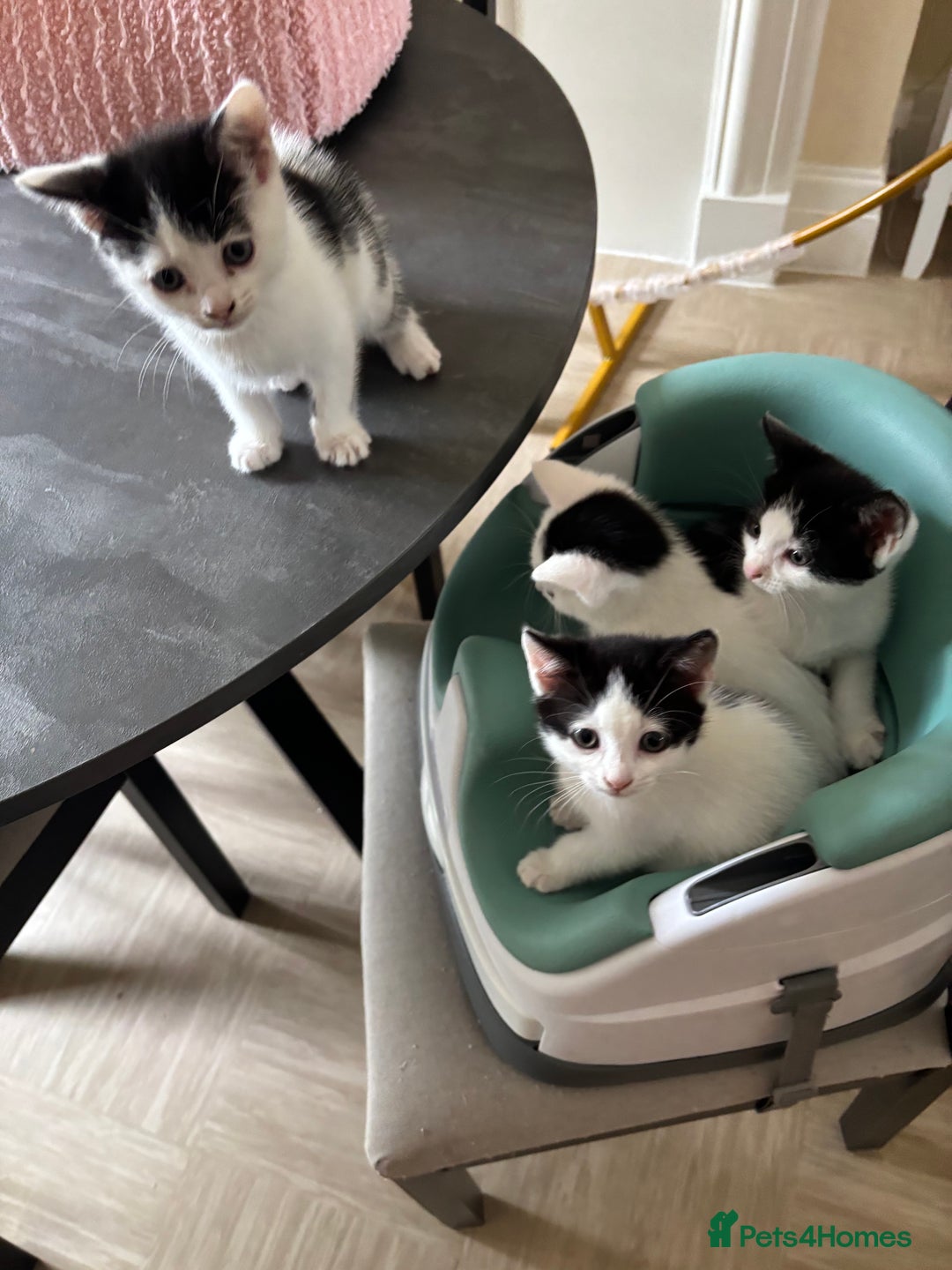 Mixed Breed cats for sale: Kittens - Image 1