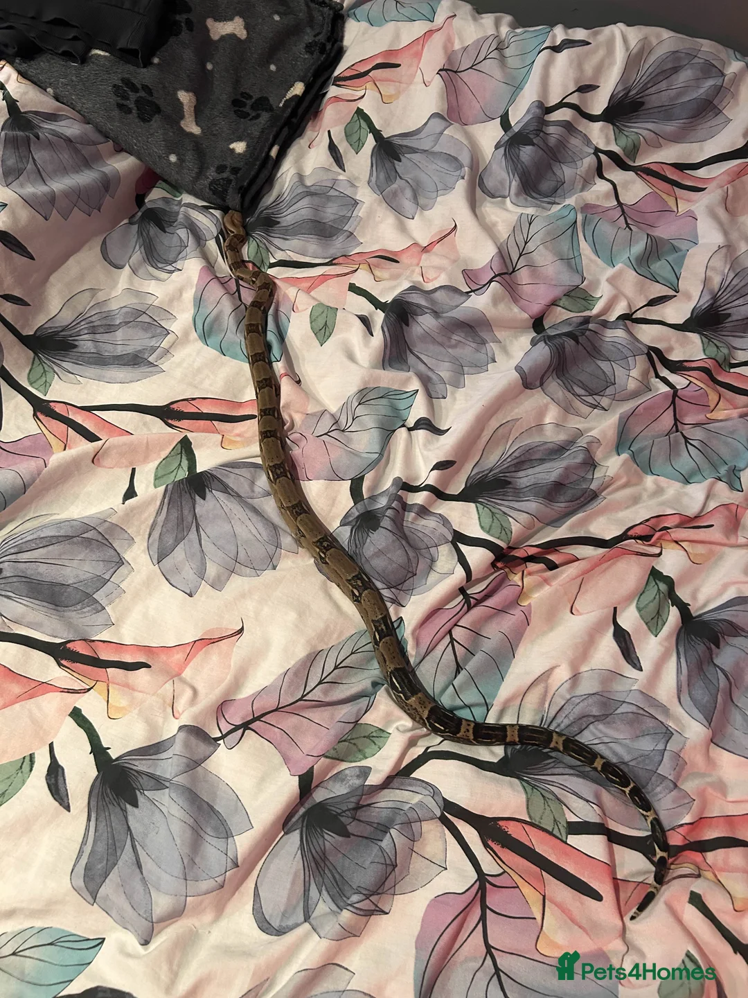 Boa Snake reptiles for sale: MALE friendly tame boa constrictor & SETUP - Advert 2