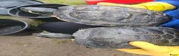 Turtle reptiles for sale: 2 Turtles Land and Water  in Shipley - Advert 6
