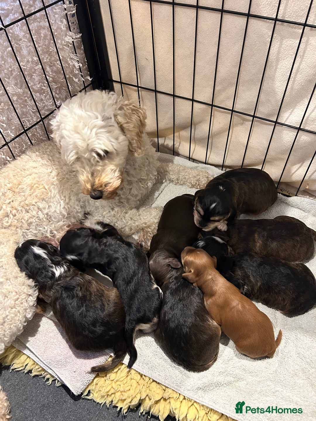 Cockapoo dogs for sale: Cockapoo Puppies - Image 27