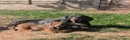 Dachshund dogs for sale: Champion Bloodline Standard Dachshund - Advert 20