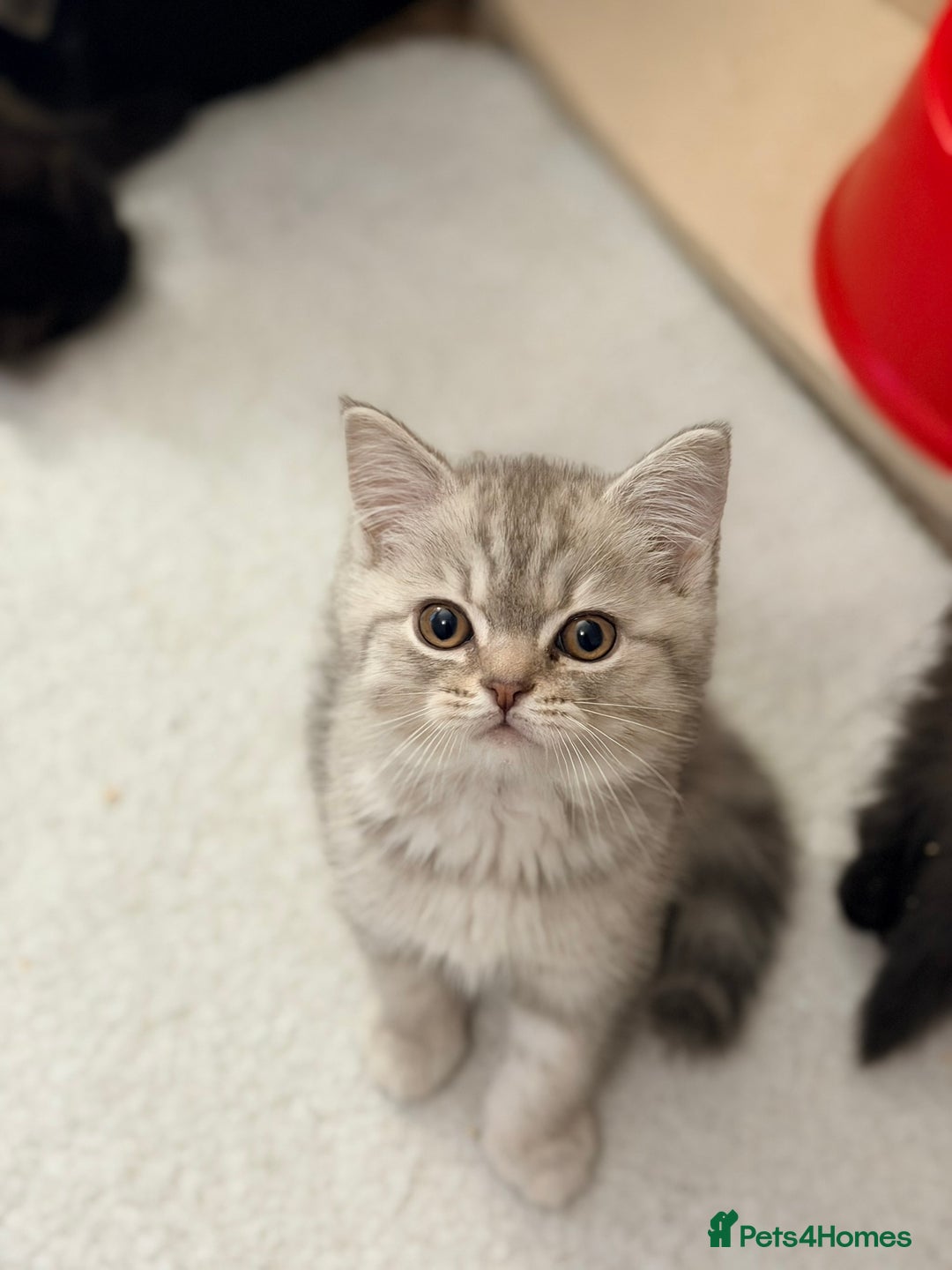 Scottish Fold cats for sale: Scottish fold kittens for sale! - Advert 16