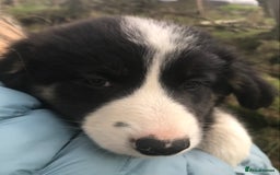 Border Collie dogs for sale: Border Collies Farmbred  - Image 9