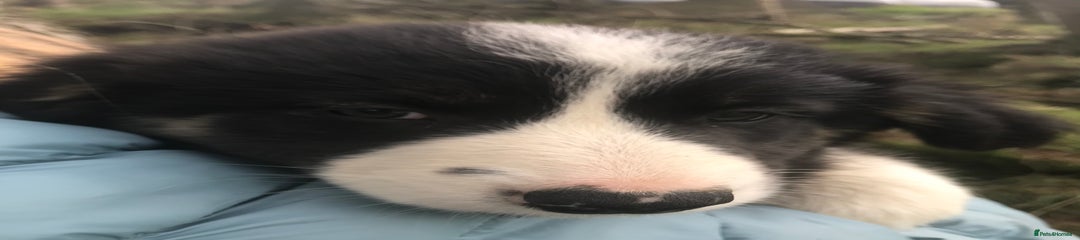 Border Collie Puppy 6
