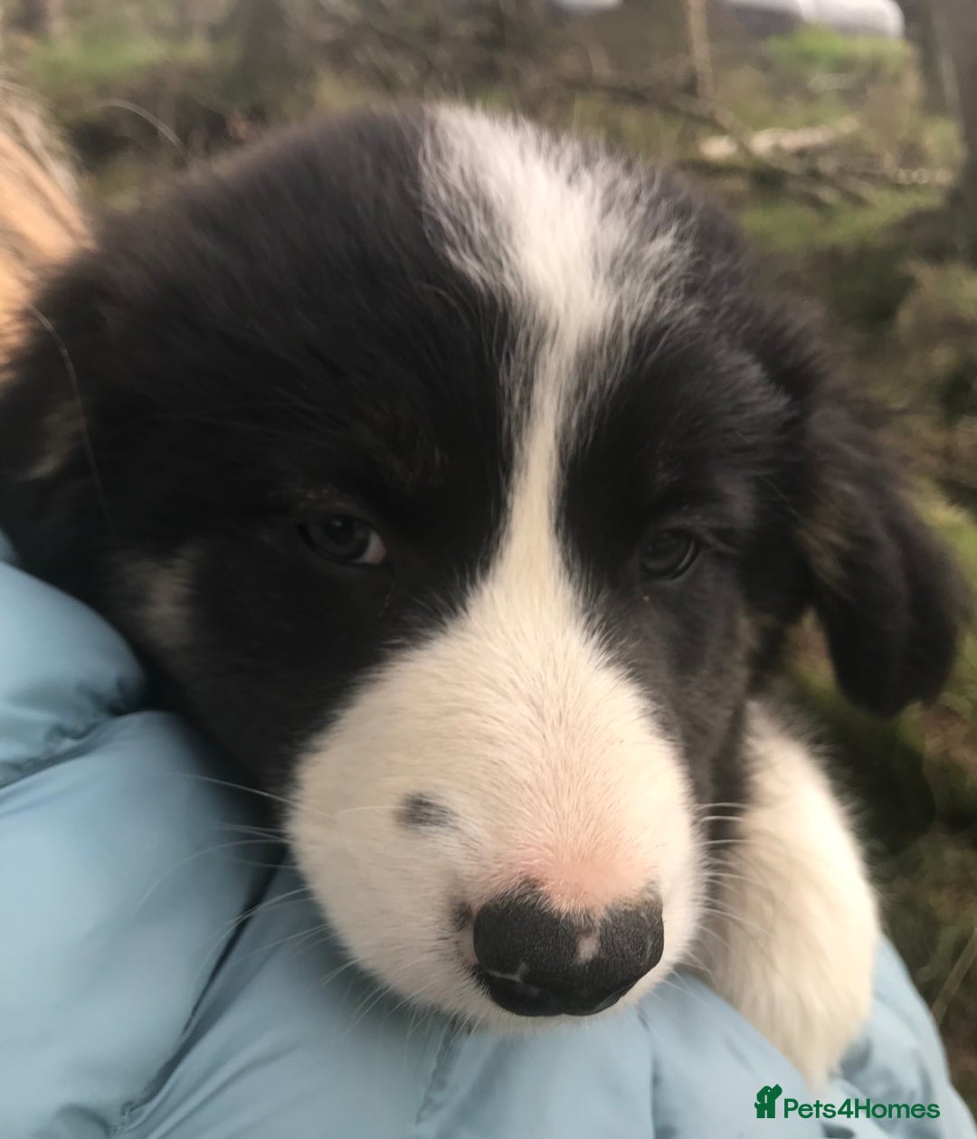 Border Collie dogs for sale: Border Collies Farmbred  - Image 9