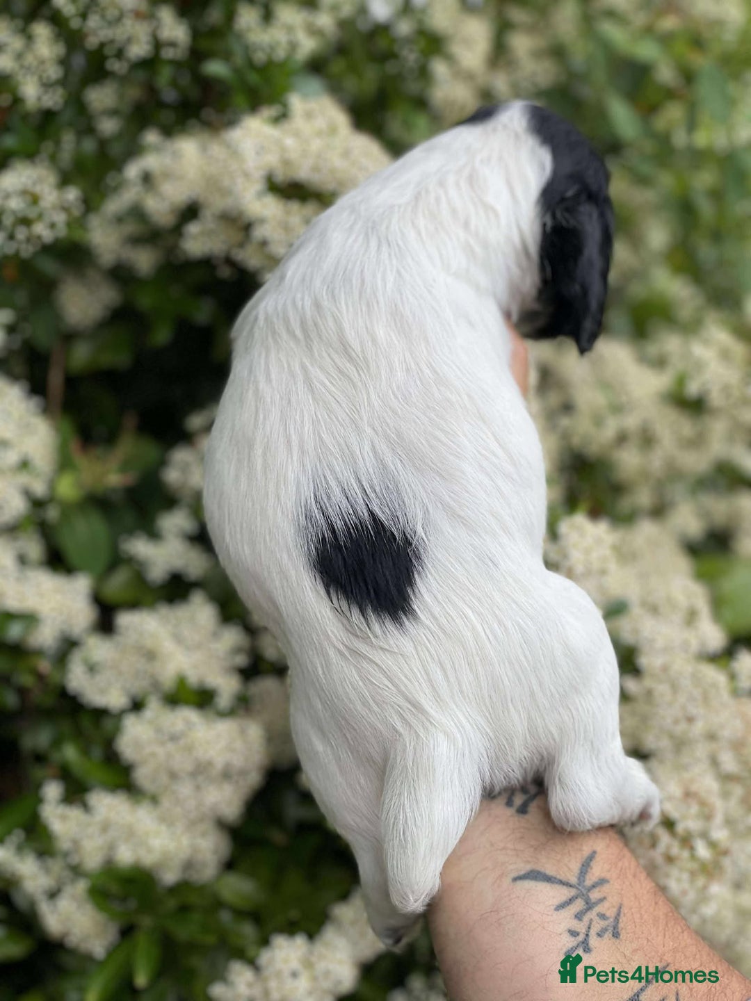 Sprocker dogs for sale: Working Sprocker Spaniel Puppy - Image 3