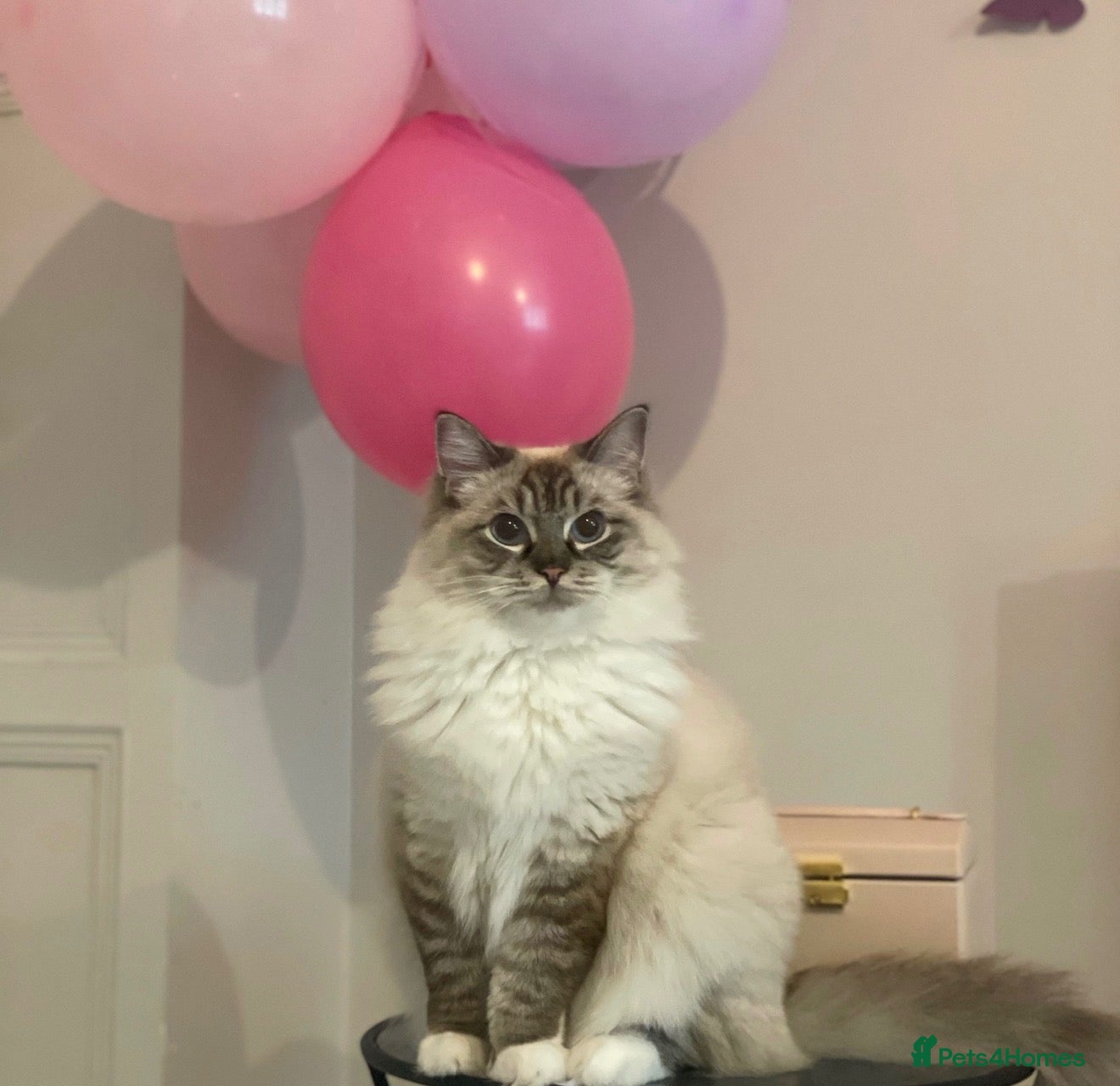 Ragdoll cats ADORABLE Girl - Advert 14