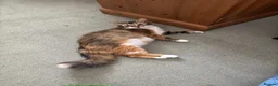 Mixed Breed cats for sale: Two female kittens ready to go now in Bury Saint Edmunds - Advert 5