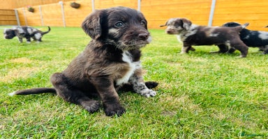 Labradoodle dogs - Advert 1
