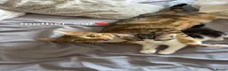 Domestic Shorthair cats for sale: Girl and boy kitten for sale  - Advert 9