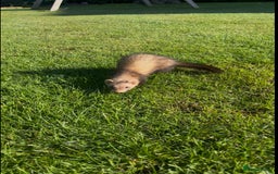 Ferret rodents for sale: 3 jill ferrets - Image 5