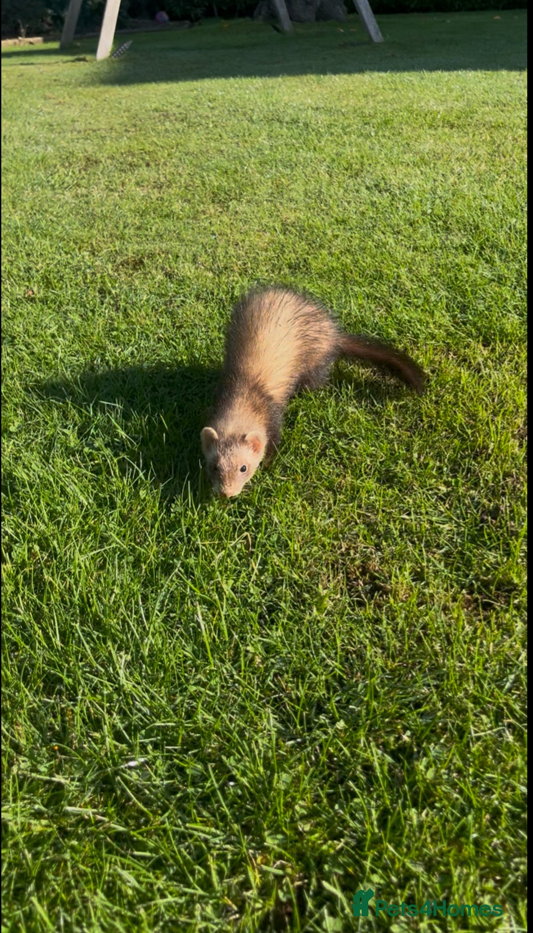 Ferret rodents for sale: 3 jill ferrets - Image 5