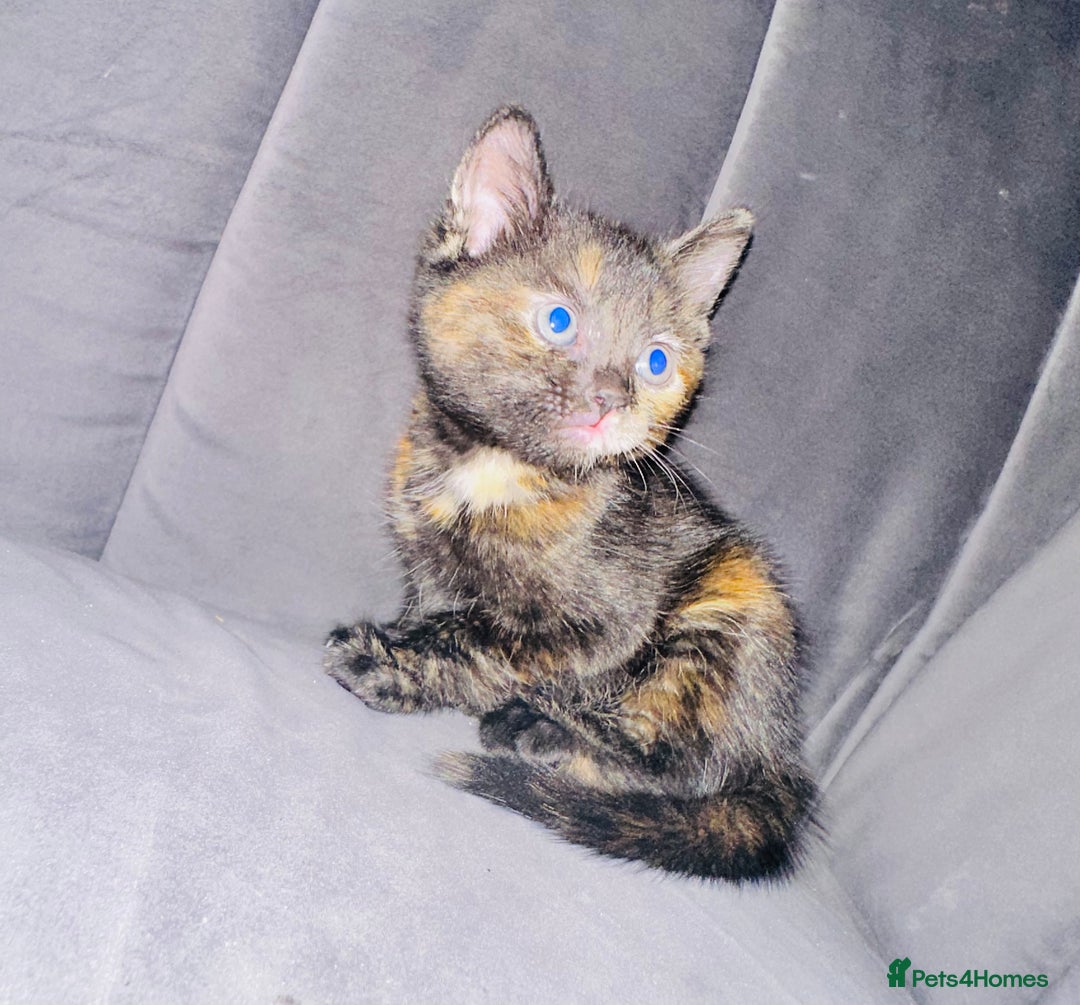 Mixed Breed cats for sale: Calico/tabby kittens  - Image 3
