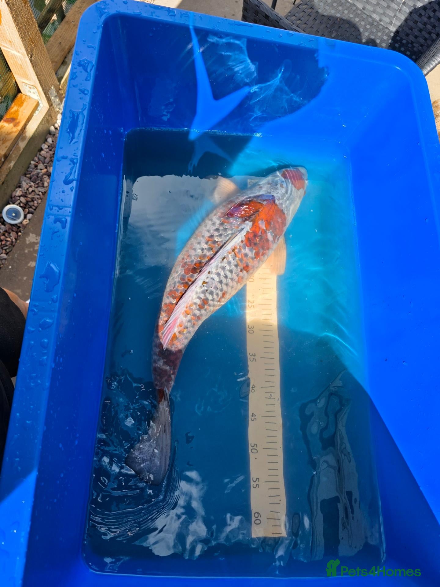 Koi Carp fish 65/70cm Kase Gin Rin Ochiba Koi - Advert 1
