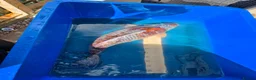 Koi Carp fish for sale: 65/70cm Kase Gin Rin Ochiba Koi in Birmingham - Advert 1