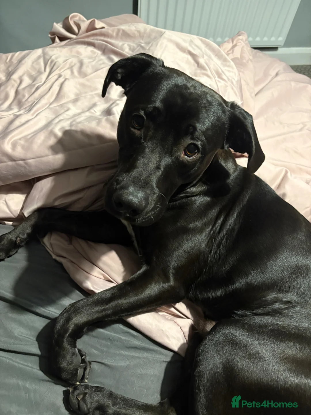 Mixed Breed dogs for sale: Ollie in Newcastle upon Tyne - Advert 2