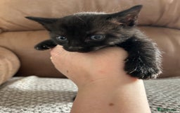 Mixed Breed cats for sale: 6 Beautiful kittens  - Image 7