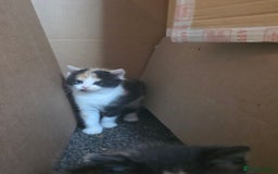 Mixed Breed cats for sale: Last girl left  - Image 2