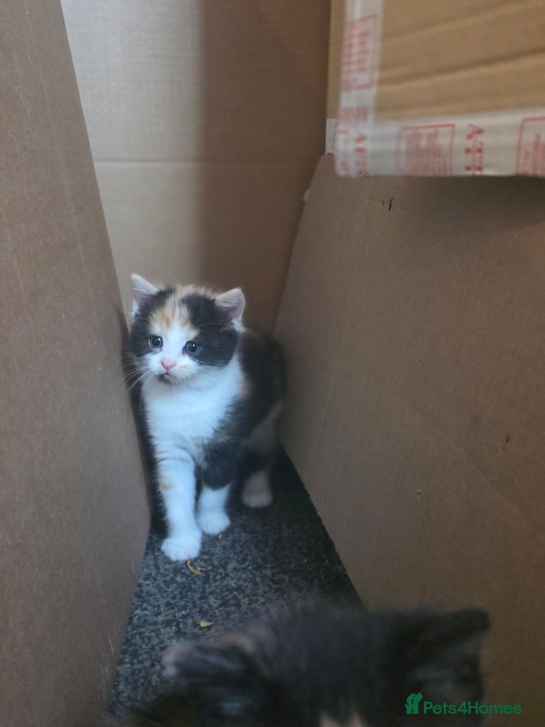 Mixed Breed cats for sale: Last girl left  - Image 2