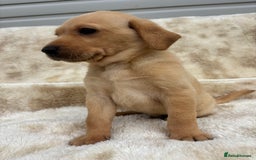 Labrador Retriever dogs for sale: 8 Kennel club reg  health tested chunky Labradors  - Image 16