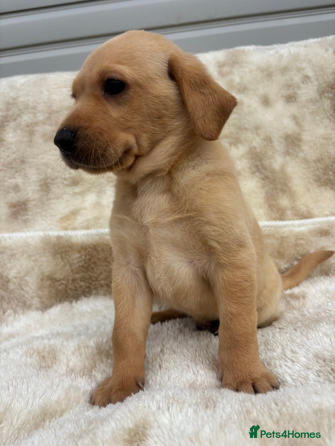 Labrador Retriever dogs for sale: 8 Kennel club reg  health tested chunky Labradors  - Image 16