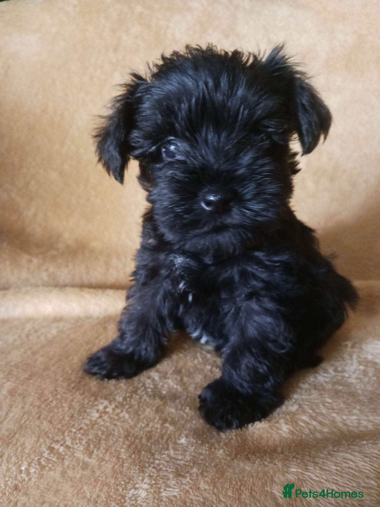 Miniature Schnauzer dogs TOY & SMALL MINI SCHNAUZERS - Advert 2