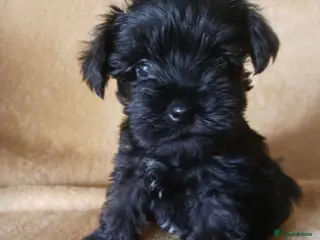 Miniature Schnauzer dogs TOY & SMALL MINI SCHNAUZERS - Advert 2