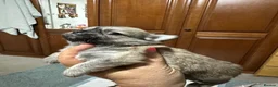 Chihuahua dogs for sale: Beautiful long-haired chihuahuas  - Advert 14