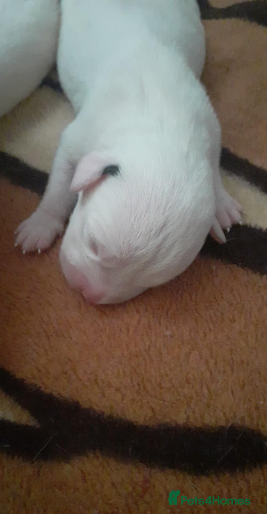 Mixed Breed dogs for sale: American Bulldog puppies - Image 12