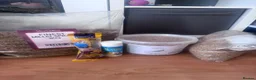 Budgerigars birds for sale: 4 beautiful budgies  in Romford - Advert 4
