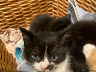 Mixed Breed cats 1 girl kitten left - Advert 1