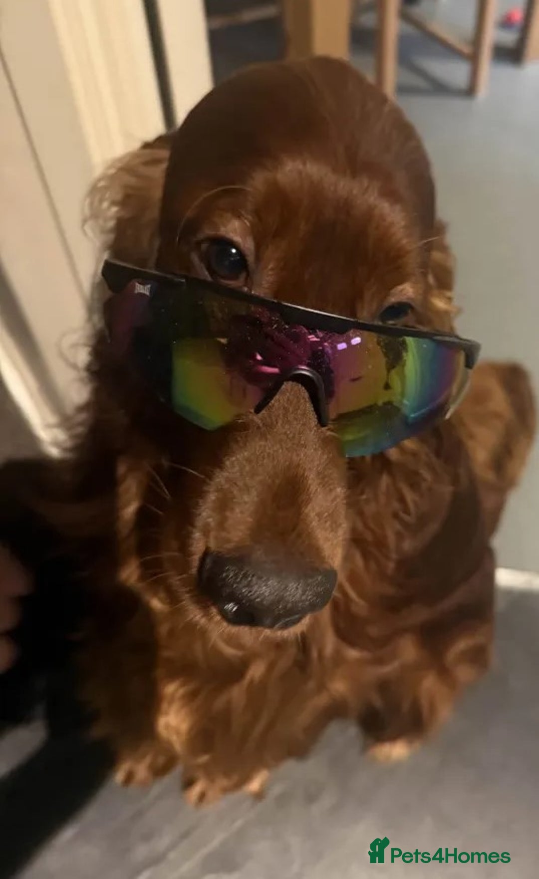 Irish Setter dogs for stud: Looking to breed My Irish Setter Pedigree - Advert 3