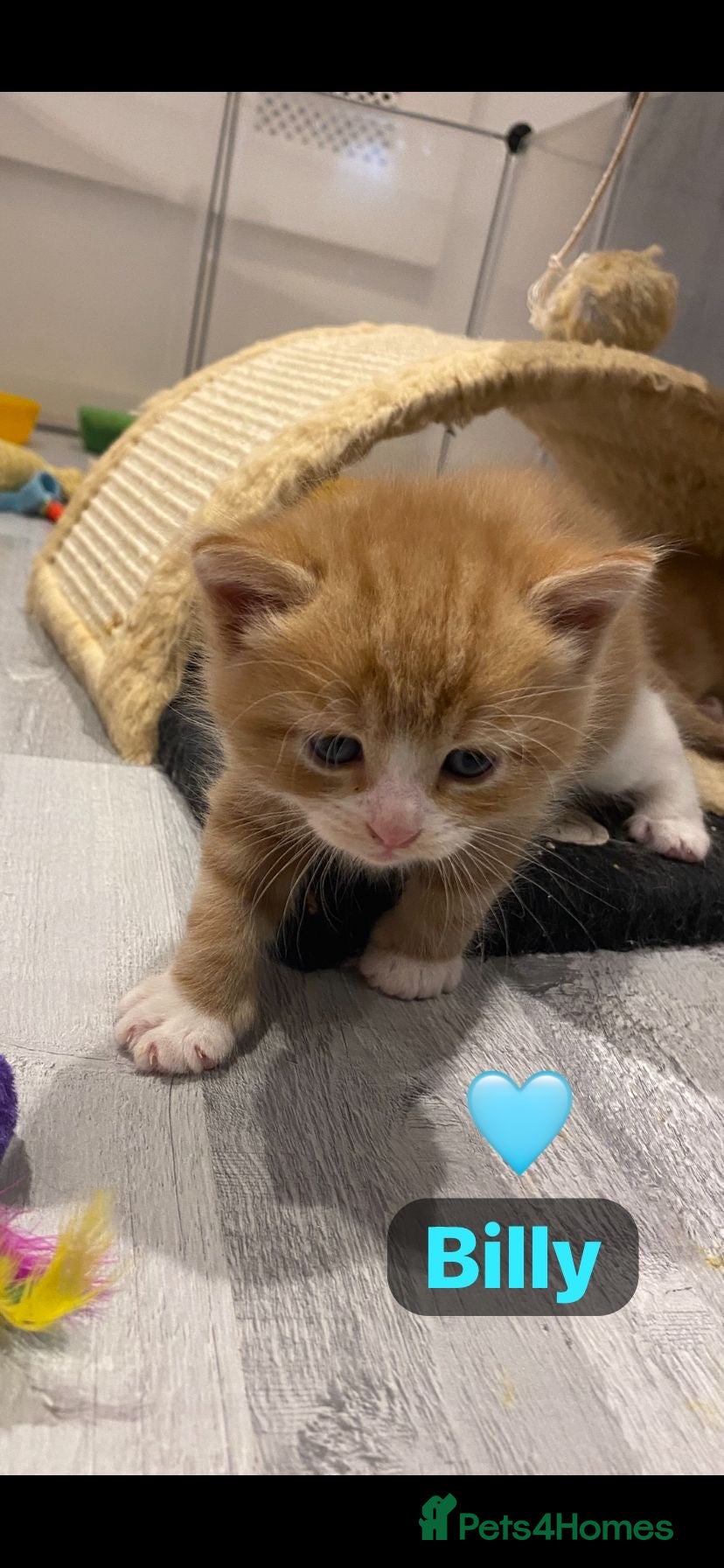 Mixed Breed cats 1 stunning kitten remaining ….🩵 - Advert 2