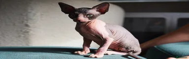 Sphynx 1