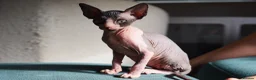 Sphynx cats for sale: Sphynx Kittens - Advert 2