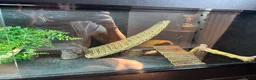 Bearded Dragon reptiles for sale: Bearded Dragon + full setup up in Leeds - Advert 4