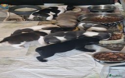 Mixed Breed dogs for sale: Fantastic 3/4 French bulldog and a 1/4 jack puppy - Image 20