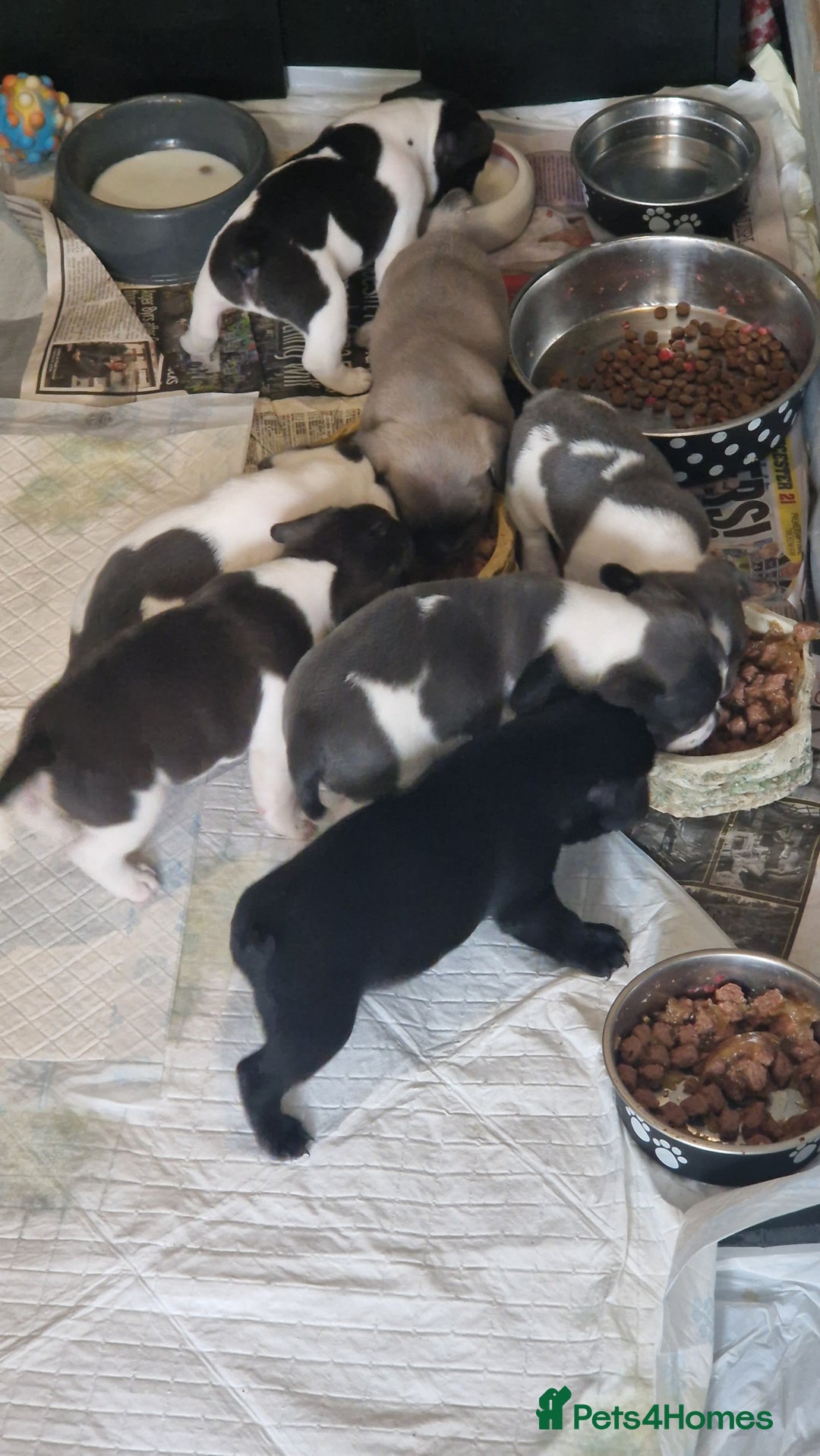 Mixed Breed dogs for sale: Fantastic 3/4 French bulldog and a 1/4 jack puppy - Image 20