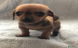 Miniature Dachshund dogs for sale: Miniature dachshund  - Advert 2