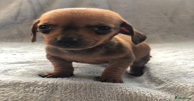 Miniature Dachshund dogs Miniature dachshund  - Advert 8