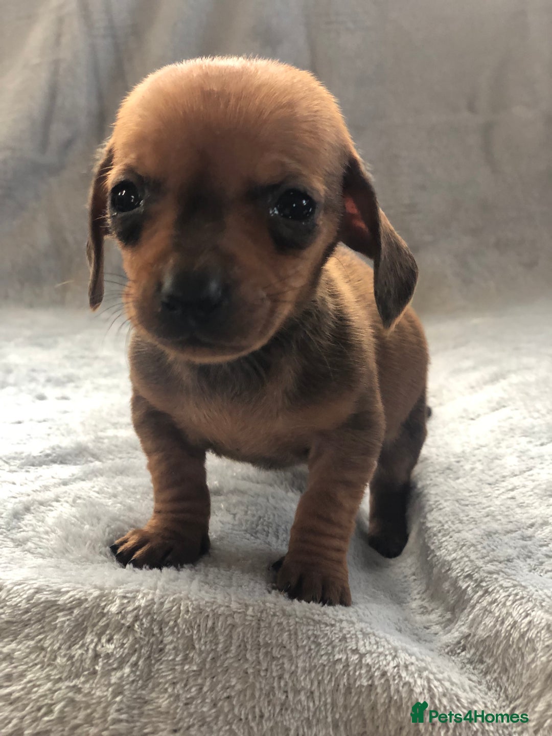 Miniature Dachshund dogs for sale: Miniature dachshund  - Advert 2