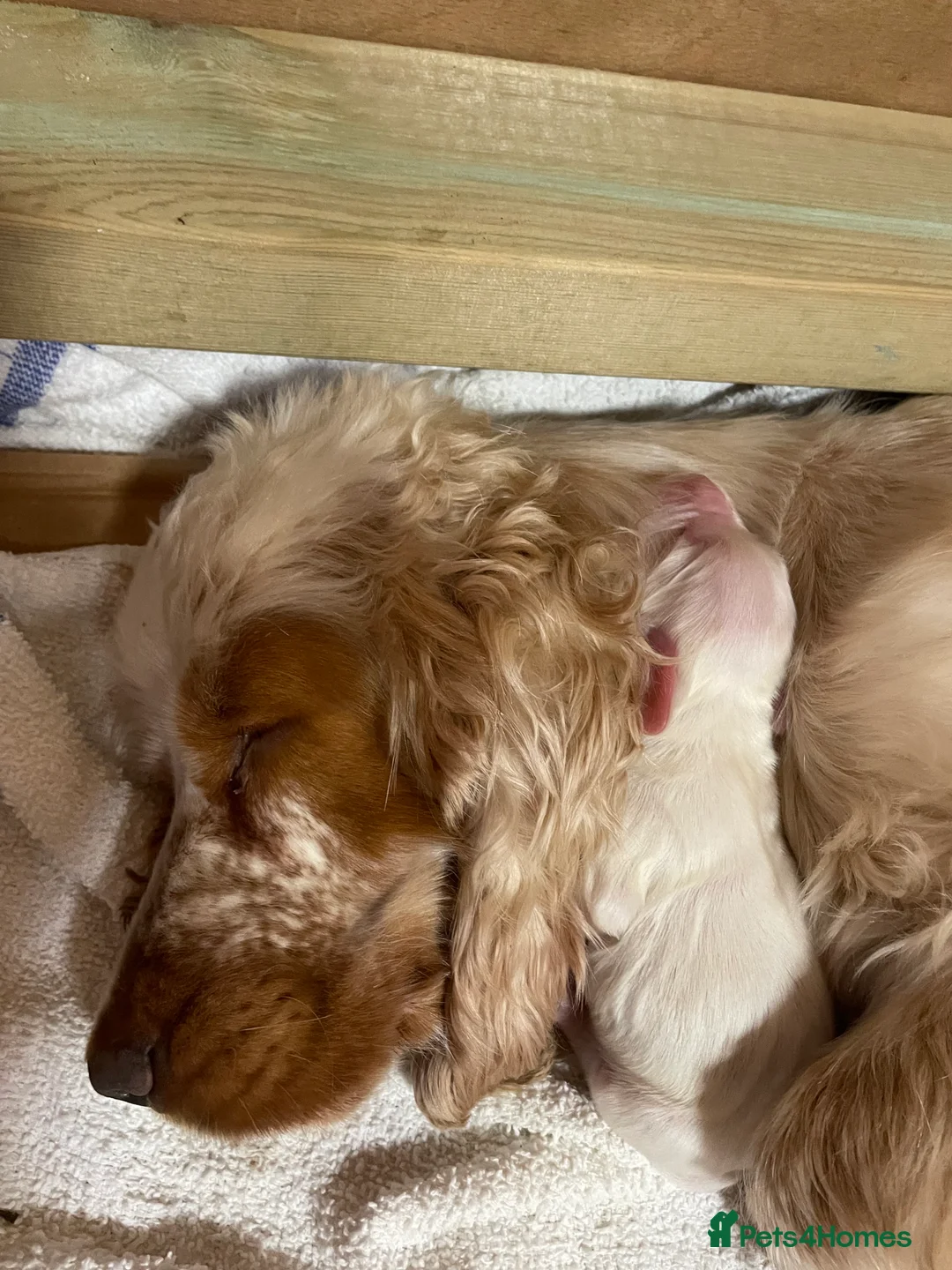 Cocker Spaniel dogs for sale: Cocker spaniels, KC, health checked puppies in Bishop's Stortford - Advert 1