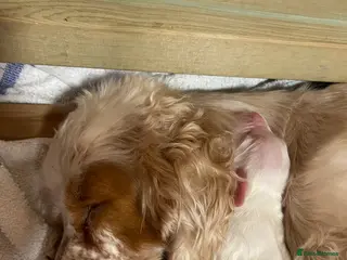 Cocker Spaniel dogs Cocker spaniels, KC, health checked puppies - Advert 1