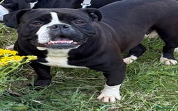 Alapaha Blue Blood Bulldog dogs for sale: ALAPAHA BLUE BLOOD BULLDOGS  - Image 1